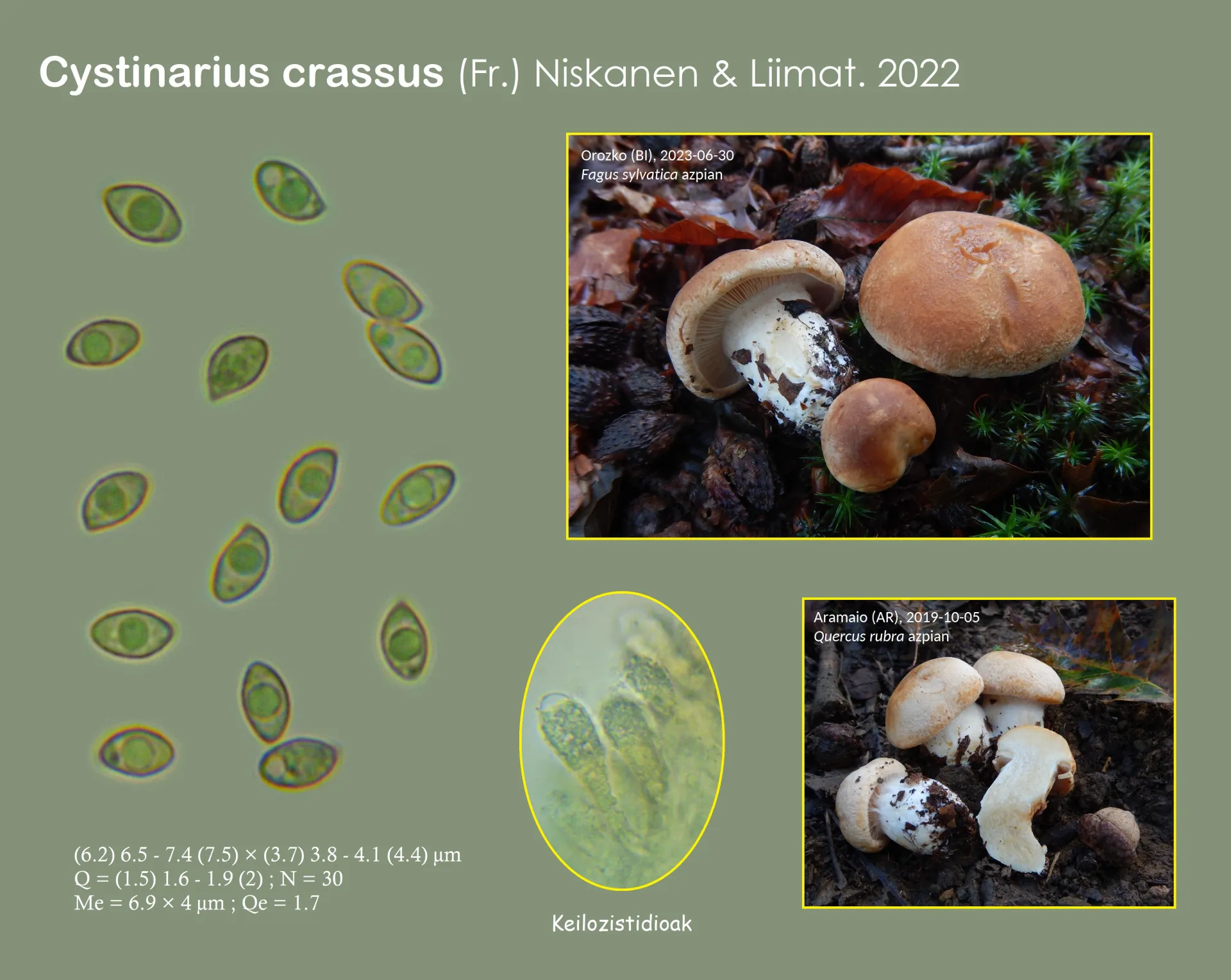 Microscopía de Cystinarius crassus